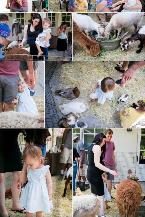 different images animal